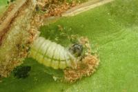 Psychoides verhuella