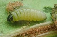 Psychoides verhuella