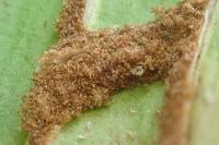 Psychoides verhuella