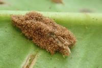 Psychoides verhuella