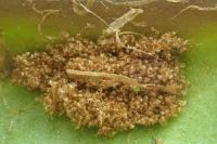 Psychoides verhuella