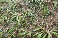 Psychoides verhuella