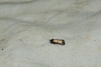 Adela reaumurella