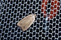 Agonopterix