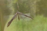 Emmelina monodactyla