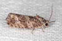 Eudemis profundana
