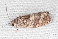 Eudemis profundana