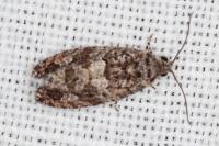 Eudemis profundana