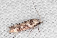 Caryocolum leucothoracellum
