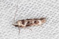 Caryocolum leucothoracellum