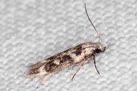 Caryocolum leucothoracellum