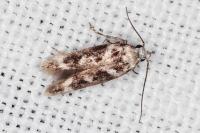 Caryocolum leucothoracellum