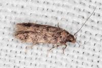 Bryotropha dryadella
