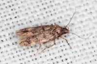 Bryotropha dryadella