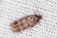 Bryotropha dryadella