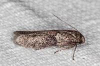Blastobasis glandulella