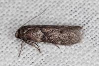 Blastobasis glandulella