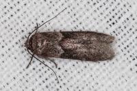 Blastobasis glandulella