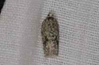 Acleris literana