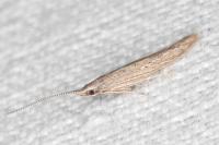 Coleophora