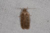 Agonopterix