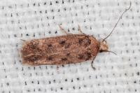 Bryotropha