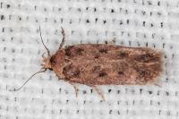 Bryotropha