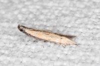 Mesophleps trinotella