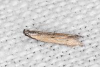 Mesophleps trinotella