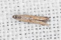 Mesophleps trinotella