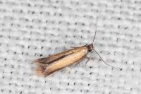 Coptotriche marginea