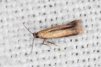 Coptotriche marginea