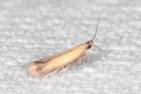 Coptotriche marginea