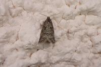 Cnephasia
