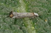 Pseudoswammerdamia combinella