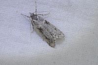 Diurnea fagella