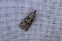 Cnephasia cupressivorana