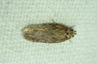Depressaria