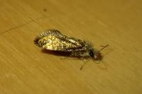 Dyseriocrania subpurpurella