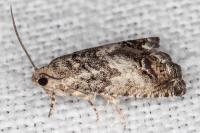 Cydia splendana