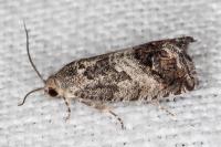 Cydia splendana