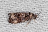 Endothenia