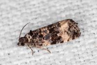 Endothenia