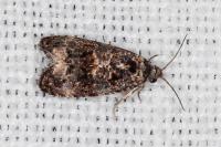 Endothenia