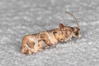 Lobesia botrana