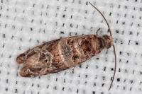 Lobesia botrana