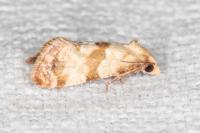 Phalonidia contractana