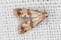 Phalonidia contractana