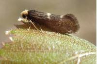 Incurvaria pectinea