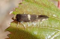 Incurvaria pectinea